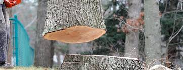 How Our Tree Care Process Works  in  Summerville, SC